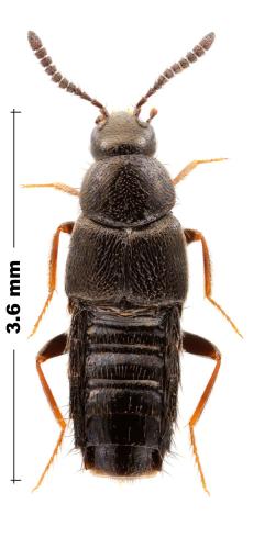 Aleochara sp.